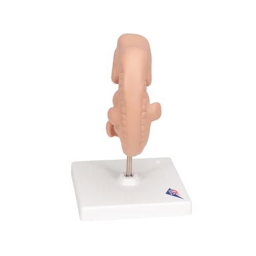 Human Embryo Model, 25 times Life-Size, 1014207 [L15], Pregnancy Models