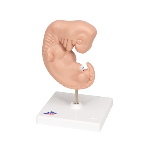 인간 배아 모형 Human Embryo Model, 25 times Life-Size, 1014207 [L15], 임신 모형