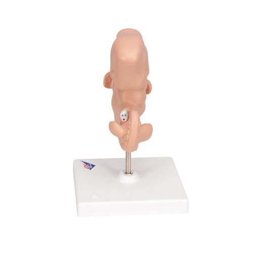 인간 배아 모형 Human Embryo Model, 25 times Life-Size, 1014207 [L15], 임신 모형