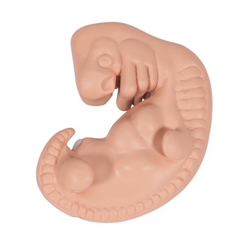 Embryo Modell, 25-fache Größe, 1014207 [L15], Mensch