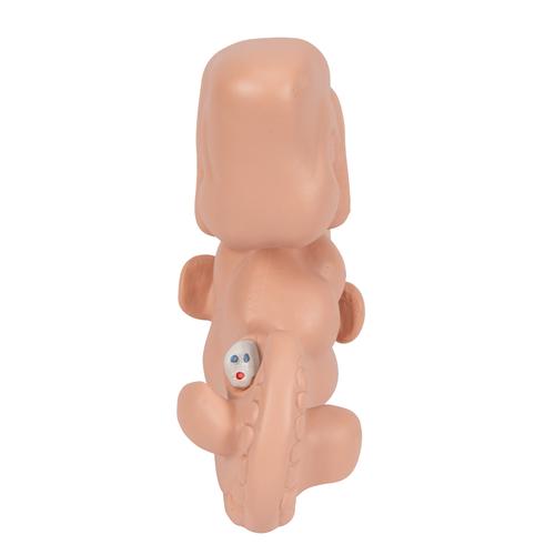 Human Embryo Model, 25 times Life-Size, 1014207 [L15], Pregnancy Models