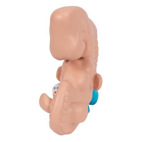 인간 배아 모형 Human Embryo Model, 25 times Life-Size, 1014207 [L15], 임신 모형