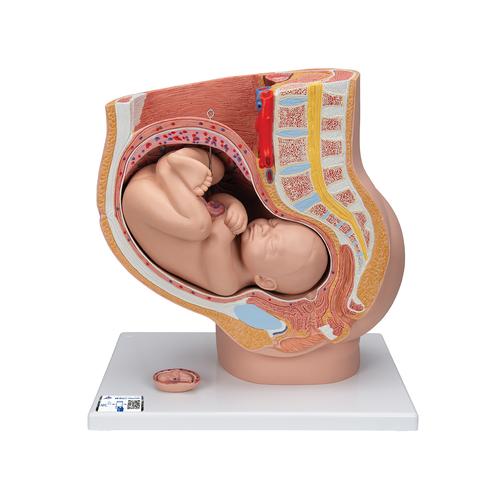 Pregnancy Pelvis Model in Median Section with Removable Fetus (40 weeks), 3 part, 1000333 [L20], Pregnancy and Childbirth Education