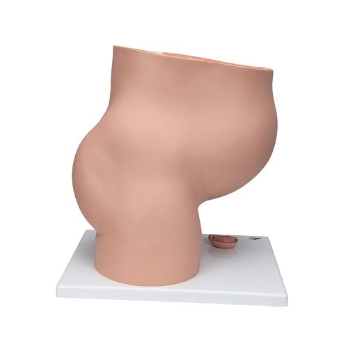 Pregnancy Pelvis Model in Median Section with Removable Fetus (40 weeks), 3 part, 1000333 [L20], Pregnancy and Childbirth Education