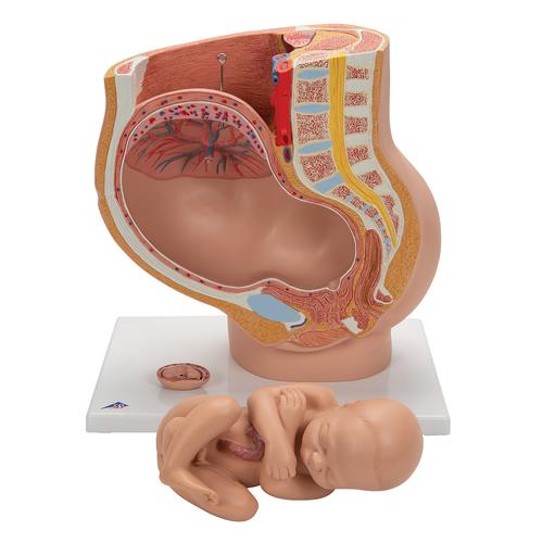 Pregnancy Pelvis Model in Median Section with Removable Fetus (40 weeks), 3 part, 1000333 [L20], Pregnancy and Childbirth Education