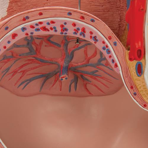 Pregnancy Pelvis Model in Median Section with Removable Fetus (40 weeks), 3 part, 1000333 [L20], Pregnancy Models