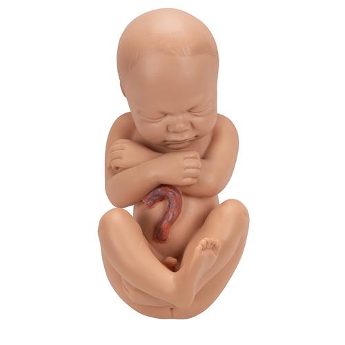 Pregnancy Pelvis Model in Median Section with Removable Fetus (40 weeks), 3 part, 1000333 [L20], Human