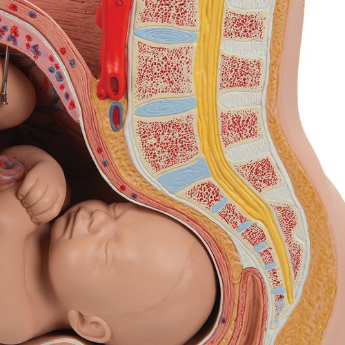 Pregnancy Pelvis Model in Median Section with Removable Fetus (40 weeks), 3 part, 1000333 [L20], Pregnancy and Childbirth Education