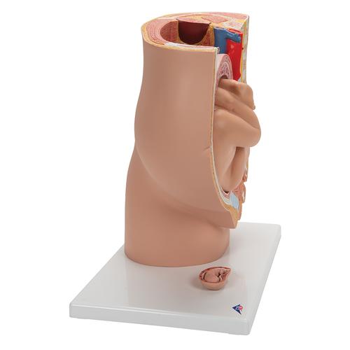 Pregnancy Pelvis Model in Median Section with Removable Fetus (40 weeks), 3 part, 1000333 [L20], Pregnancy and Childbirth Education