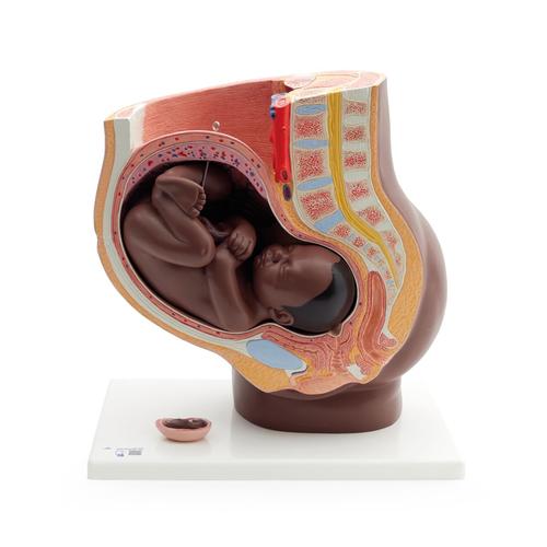 Pregnancy Pelvis Model in Median Section with Removable Fetus (40 weeks), 3 part, dark skin - 3B Smart Anatomy, 1024385 [L20D], Pregnancy Models