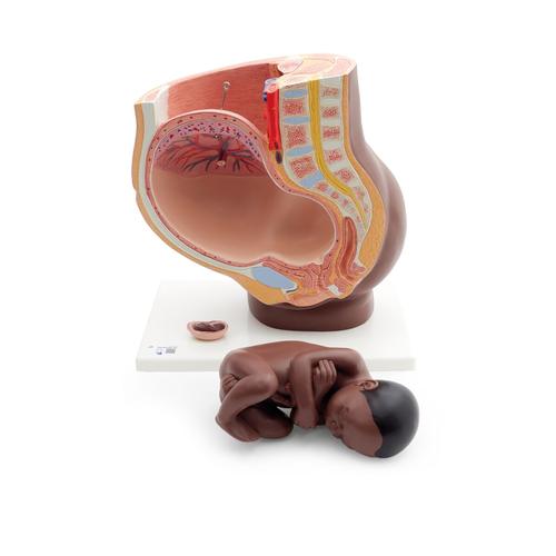 Pregnancy Pelvis Model in Median Section with Removable Fetus (40 weeks), 3 part, dark skin - 3B Smart Anatomy, 1024385 [L20D], Pregnancy Models