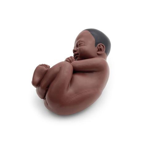 Pregnancy Pelvis Model in Median Section with Removable Fetus (40 weeks), 3 part, dark skin - 3B Smart Anatomy, 1024385 [L20D], Pregnancy Models