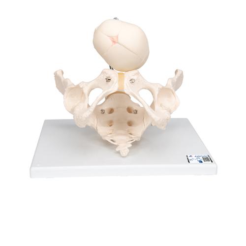 Childbirth Demonstration Pelvis Skeleton Model with Fetal Skull, 1000334 [L30], Pregnancy and Childbirth Education