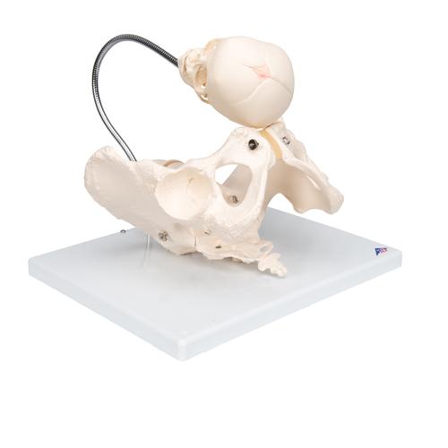 Childbirth Demonstration Pelvis Skeleton Model with Fetal Skull, 1000334 [L30], Pregnancy Models