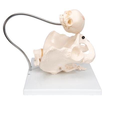 Childbirth Demonstration Pelvis Skeleton Model with Fetal Skull, 1000334 [L30], Pregnancy Models