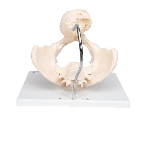 Childbirth Demonstration Pelvis Skeleton Model with Fetal Skull, 1000334 [L30], Pregnancy and Childbirth Education