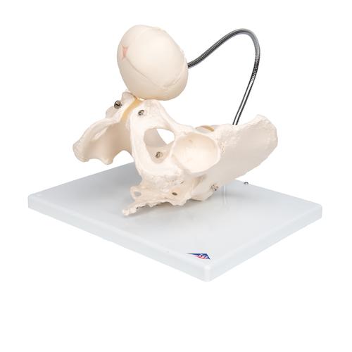 Childbirth Demonstration Pelvis Skeleton Model with Fetal Skull, 1000334 [L30], Pregnancy Models