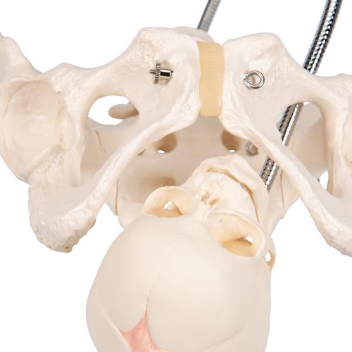 Childbirth Demonstration Pelvis Skeleton Model with Fetal Skull, 1000334 [L30], Pregnancy Models