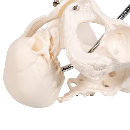 Childbirth Demonstration Pelvis Skeleton Model with Fetal Skull, 1000334 [L30], Pregnancy and Childbirth Education