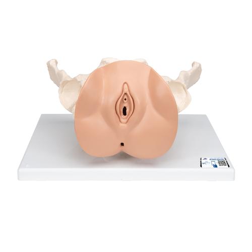 Weibliches Beckenskelett Modell mit Genitalorganen, 3 teilig, 1000335 [L31], Genital- und Beckenmodelle