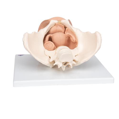 Female Pelvis Skeleton with Genital Organs, 3 part, 1000335 [L31], Genital and Pelvis Models