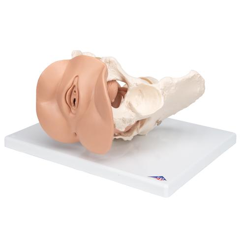 Kadın Pelvis Modeli - 3 parça, 1000335 [L31], Cinsel Organ ve Kalça Modelleri