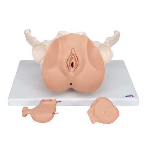 Kadın Pelvis Modeli - 3 parça, 1000335 [L31], Cinsel Organ ve Kalça Modelleri