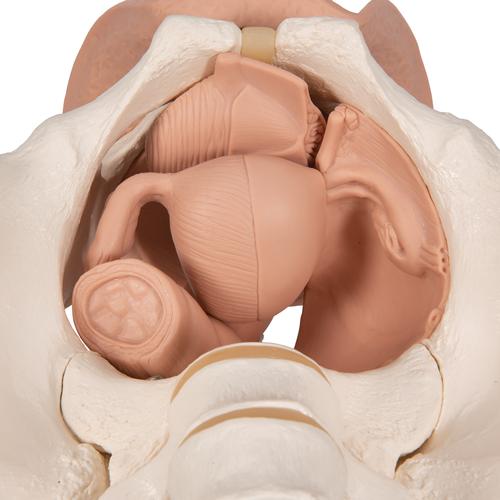 Esqueleto de la pelvis femenina con órganos genitales, en 3-piezas, 1000335 [L31], Modelos de Pelvis y Genitales