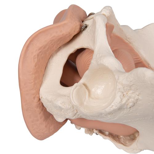 Female Pelvis Skeleton with Genital Organs, 3 part, 1000335 [L31], Genital and Pelvis Models