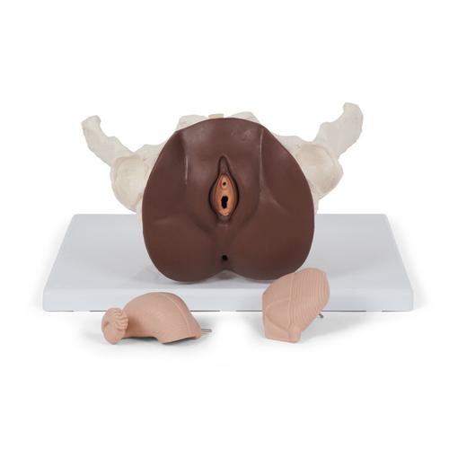 Scheletro di bacino femminile con organi genitali, in 3 parti, pelle scura- 3B Smart Anatomy, 1024386 [L31D], Modelli di Pelvi e Organi genitali