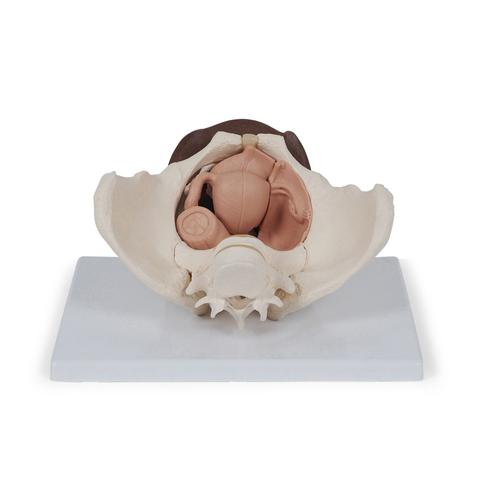 Scheletro di bacino femminile con organi genitali, in 3 parti, pelle scura- 3B Smart Anatomy, 1024386 [L31D], Modelli di Pelvi e Organi genitali