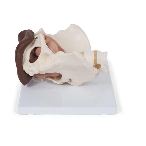 Esqueleto de la pelvis femenina con órganos genitales, en 3-piezas, tono de piel oscuro - 3B Smart Anatomy, 1024386 [L31D], Modelos de Pelvis y Genitales