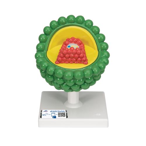 HIV Modello, 1000336 [L40], Educazione sessuale