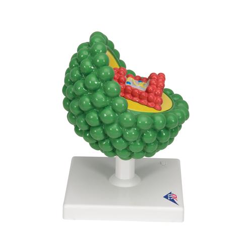 HIV Model, 1000336 [L40], Sex Education