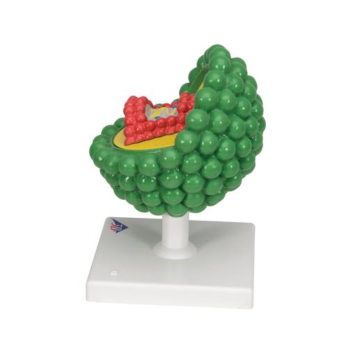 HIV Model, 1000336 [L40], Sex Education