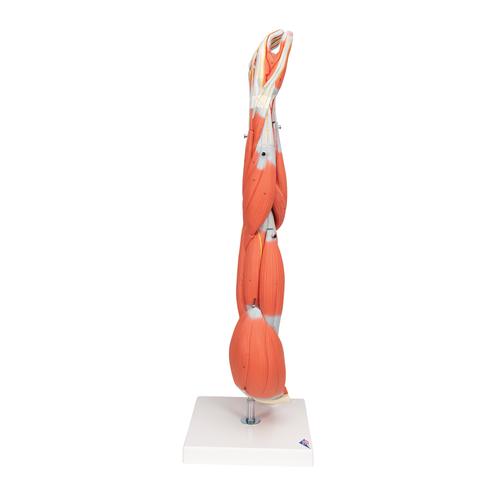 근육분리 팔 모형, 3/4 크기, 6 파트 분리형 Muscle Arm, 6 part, 3/4 Life Size, 1000015 [M10], 근육 모델