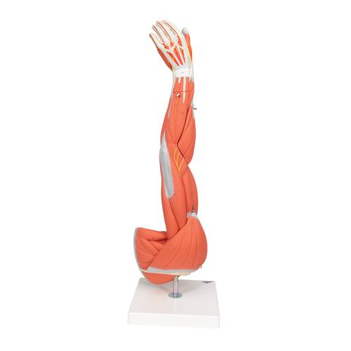 근육분리 팔 모형, 3/4 크기, 6 파트 분리형 Muscle Arm, 6 part, 3/4 Life Size, 1000015 [M10], 근육 모델