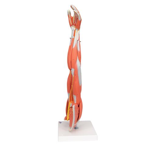 근육분리 팔 모형, 3/4 크기, 6 파트 분리형 Muscle Arm, 6 part, 3/4 Life Size, 1000015 [M10], 근육 모델