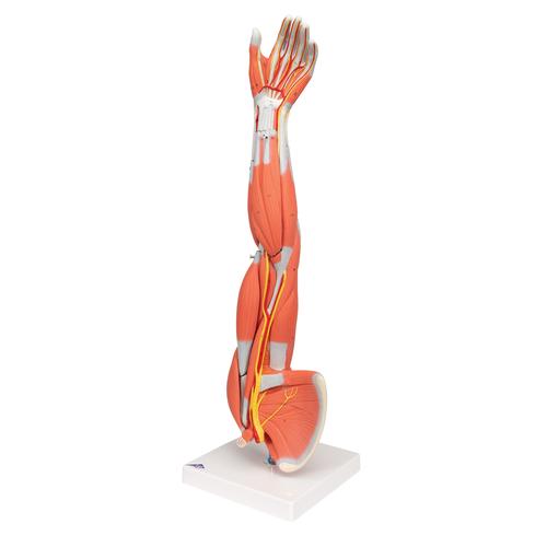 근육분리 팔 모형, 3/4 크기, 6 파트 분리형 Muscle Arm, 6 part, 3/4 Life Size, 1000015 [M10], 근육 모델