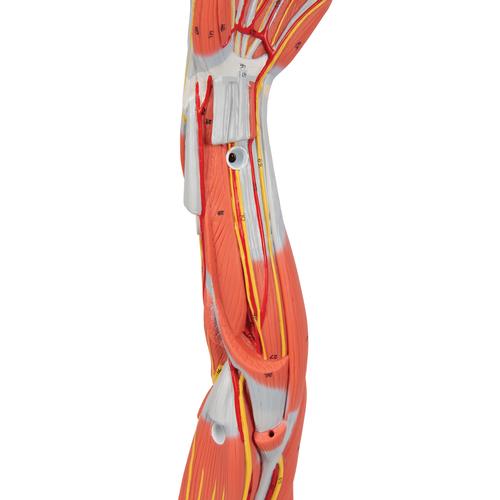 근육분리 팔 모형, 3/4 크기, 6 파트 분리형 Muscle Arm, 6 part, 3/4 Life Size, 1000015 [M10], 근육 모델