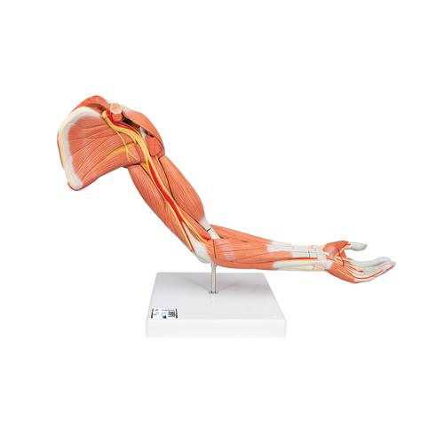 Life-Size Deluxe Muscle Arm Model, 6 part, 1000347 [M11], Muscle Models