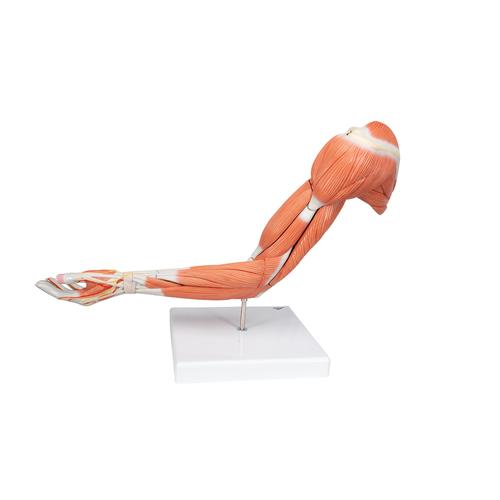 Life-Size Deluxe Muscle Arm Model, 6 part, 1000347 [M11], Muscle Models