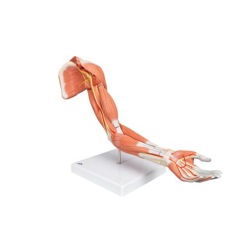 Life-Size Deluxe Muscle Arm Model, 6 part, 1000347 [M11], Muscle Models