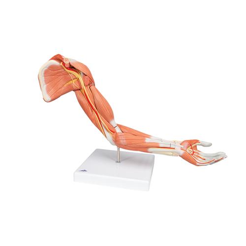 Life-Size Deluxe Muscle Arm Model, 6 part, 1000347 [M11], Muscle Models