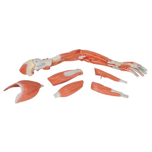 Life-Size Deluxe Muscle Arm Model, 6 part, 1000347 [M11], Muscle Models