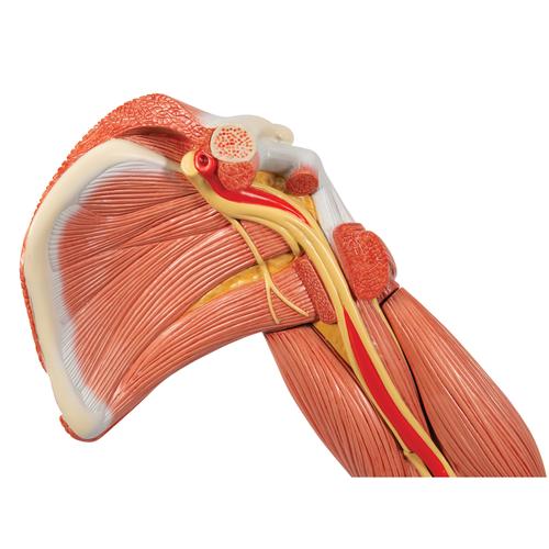 肌肉臂，6部分, 1000347 [M11], 肌肉组织模型