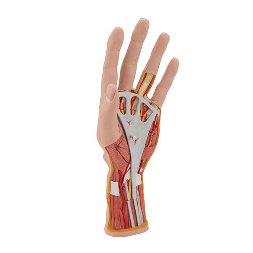 손 내부 모형 Life-Size Hand Model with Muscles, Tendons, Ligaments, Nerves & Arteries, 3 part, 1000349 [M18], 팔 및 손 골격 모형