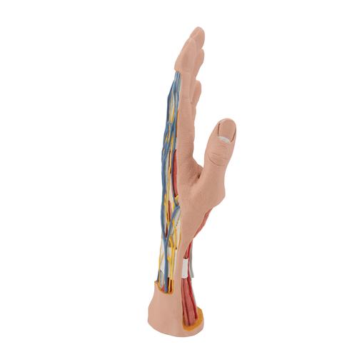 손 내부 모형 Life-Size Hand Model with Muscles, Tendons, Ligaments, Nerves & Arteries, 3 part, 1000349 [M18], 팔 및 손 골격 모형