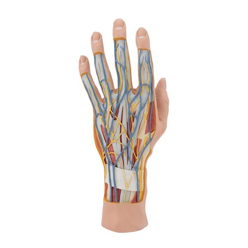 손 내부 모형 Life-Size Hand Model with Muscles, Tendons, Ligaments, Nerves & Arteries, 3 part, 1000349 [M18], 팔 및 손 골격 모형