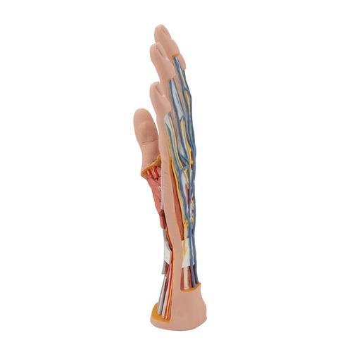 손 내부 모형 Life-Size Hand Model with Muscles, Tendons, Ligaments, Nerves & Arteries, 3 part, 1000349 [M18], 팔 및 손 골격 모형